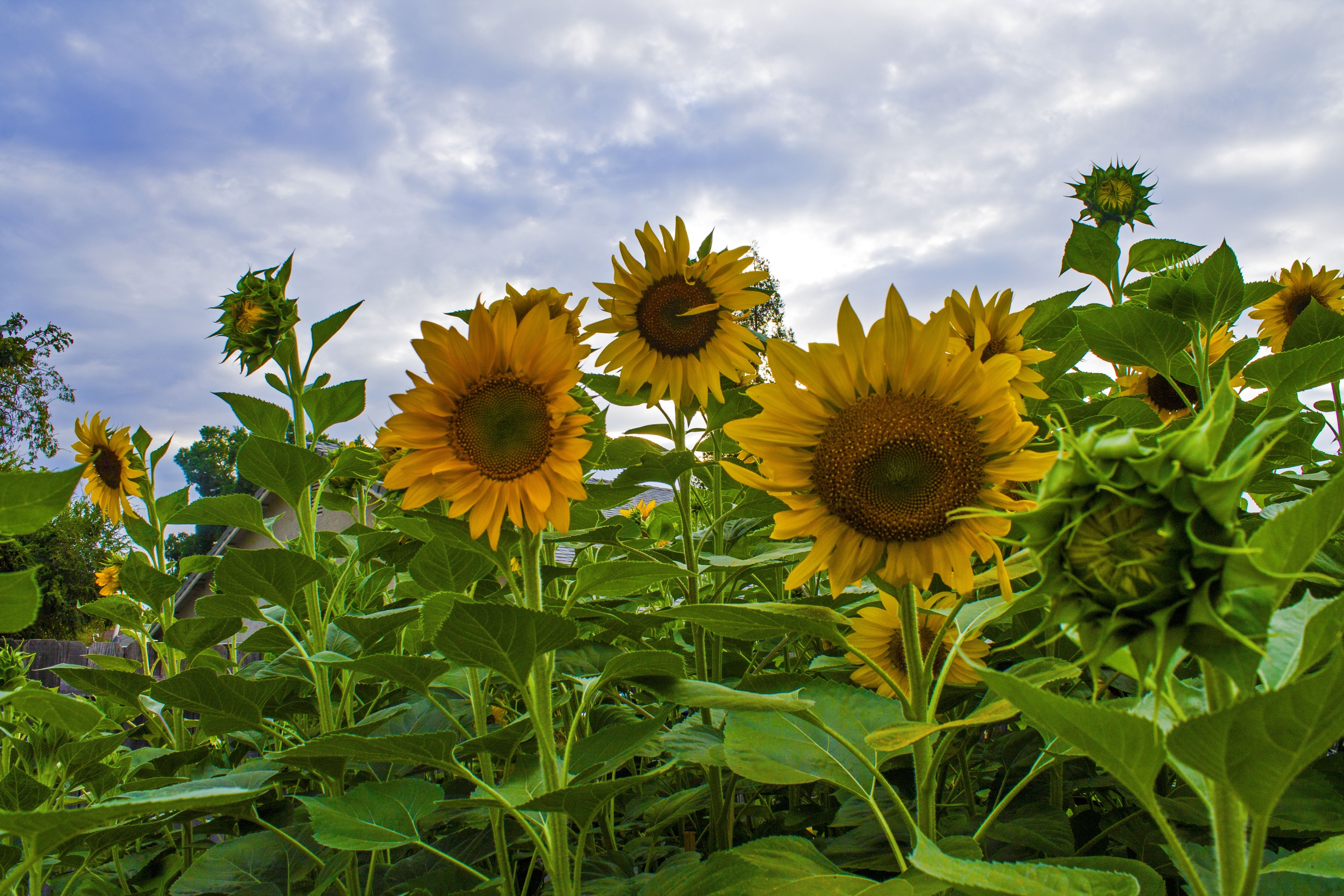 yellow sunflower lot