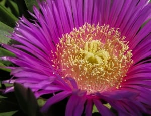 violet petal flower thumbnail