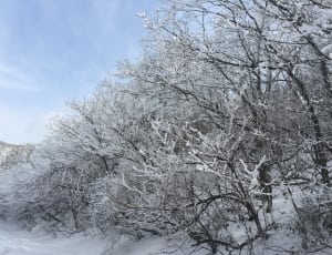 trees with snow photography thumbnail