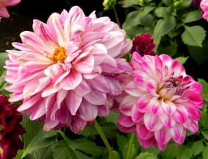 2 pink and white clustered flowers thumbnail