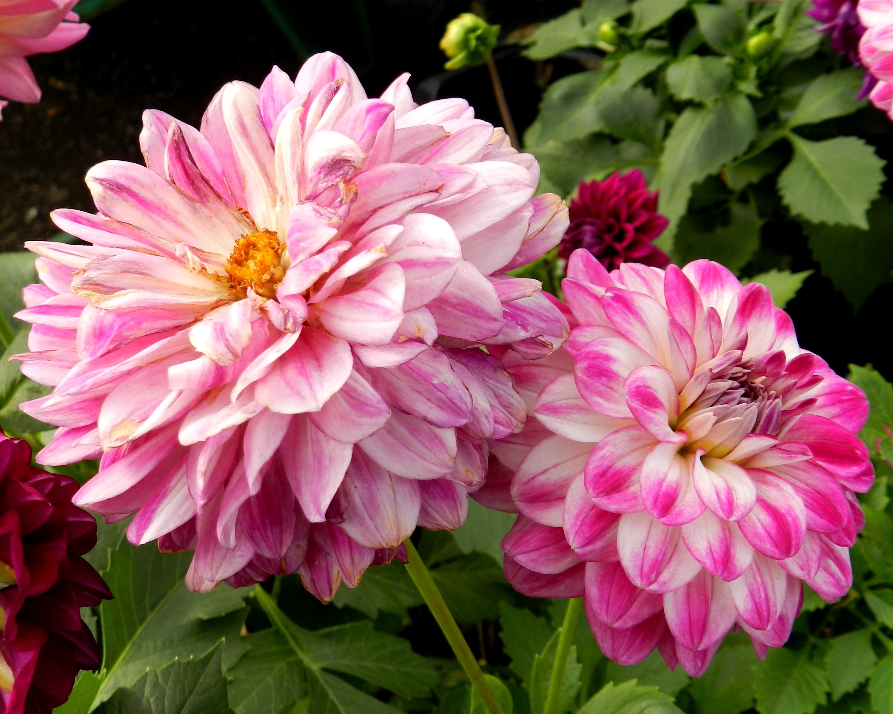 2 pink and white clustered flowers
