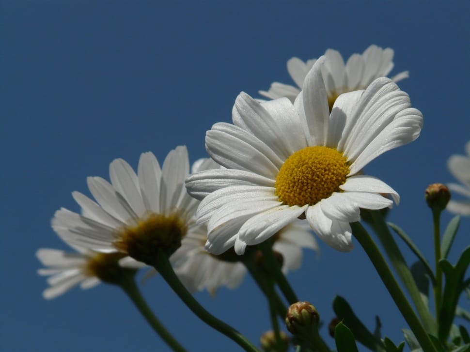 white daises preview