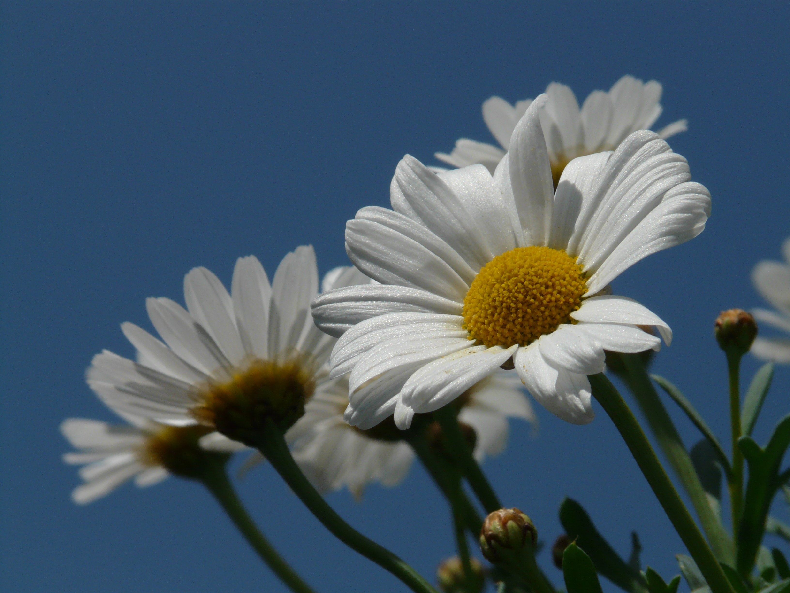 white daises