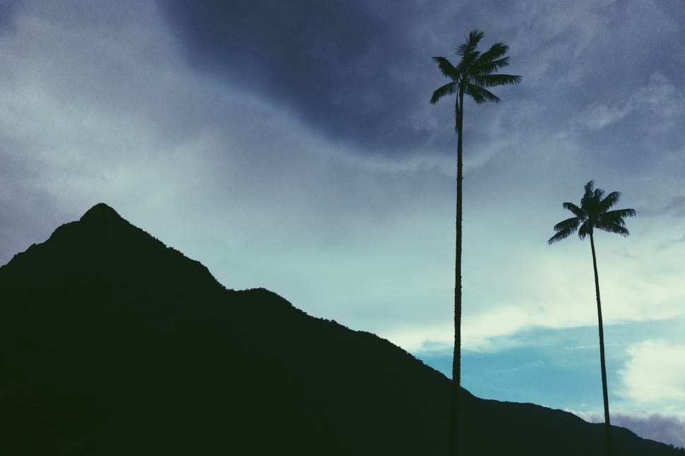 silhouette photo of mountain and coconut trees preview