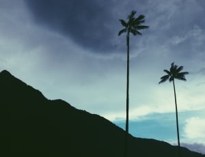 silhouette photo of mountain and coconut trees thumbnail