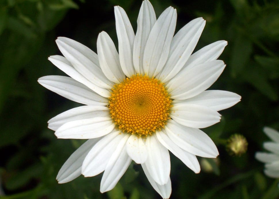 white common daisy petal flower preview