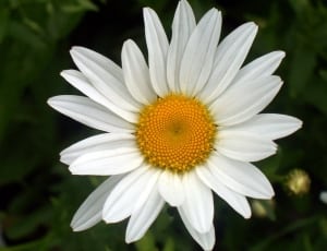white common daisy petal flower thumbnail