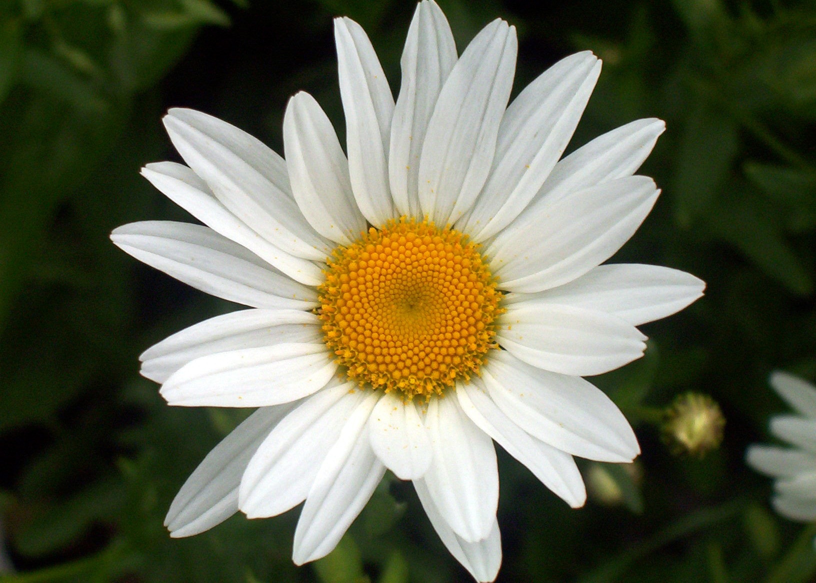 white common daisy petal flower