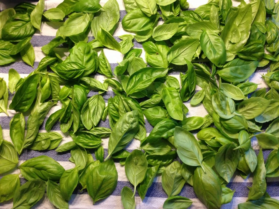 basil leaves preview