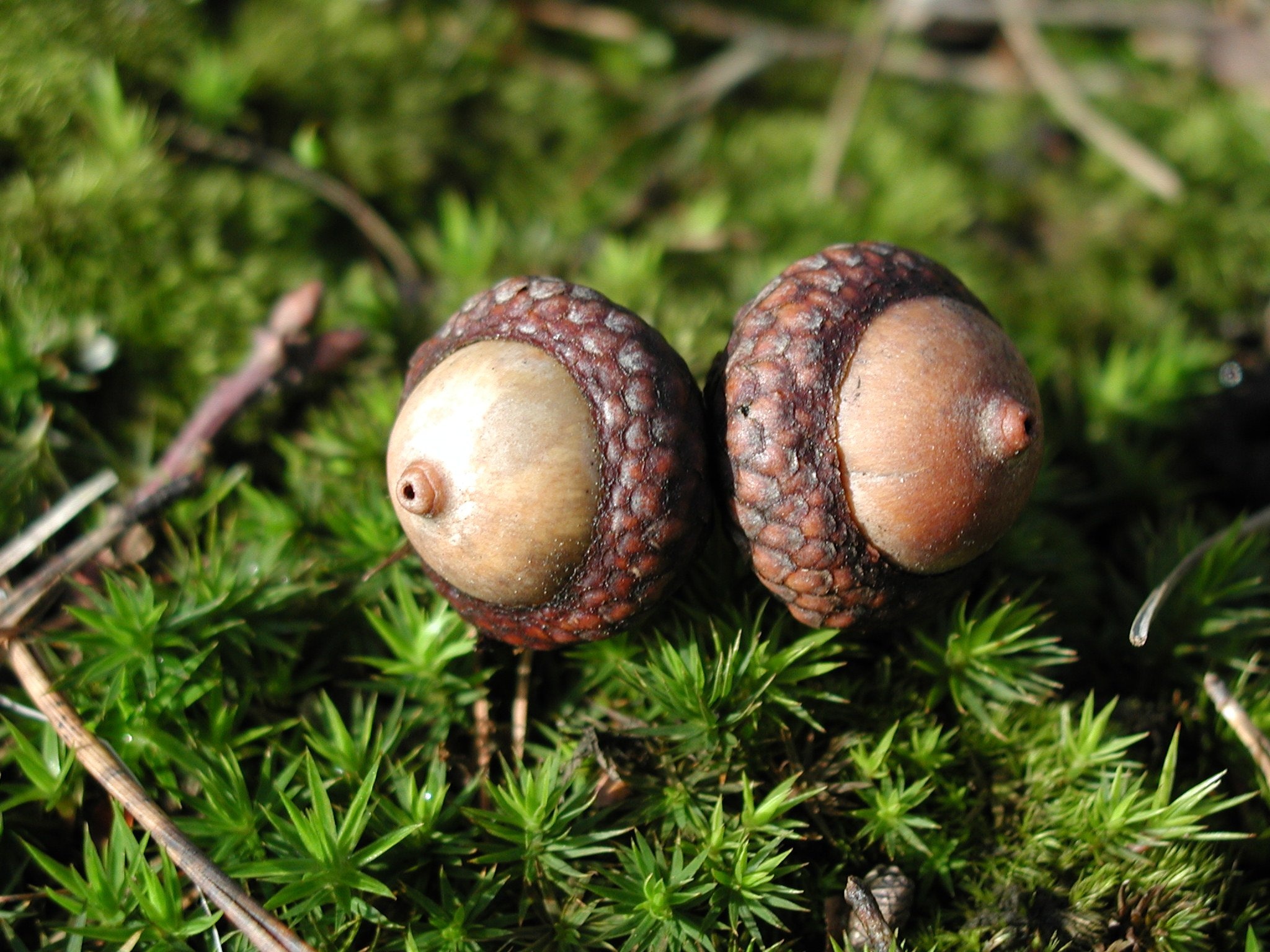 2 brown acorns