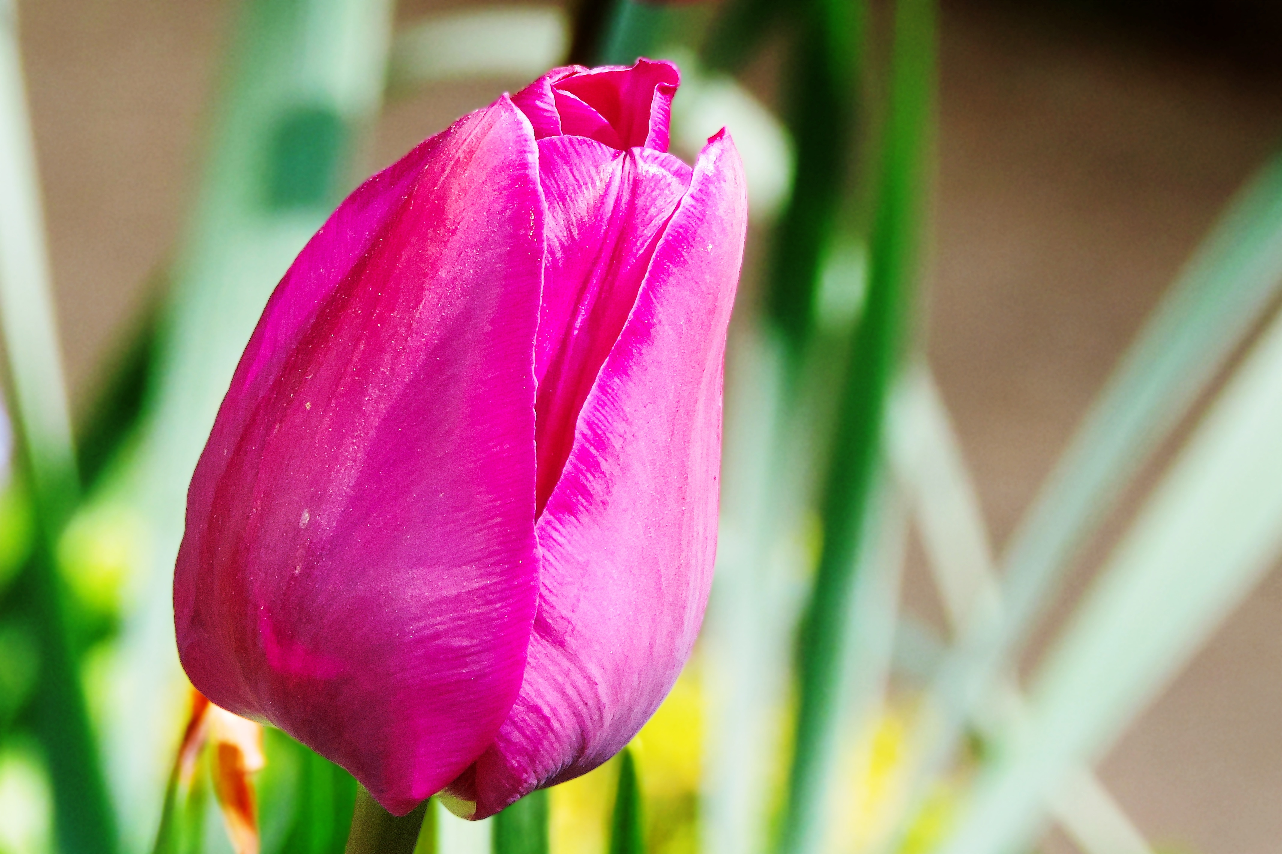 pink petaled flowe