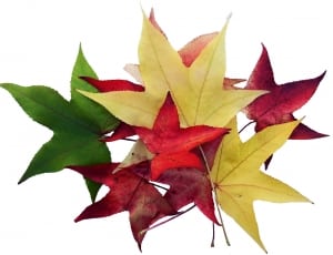 red yellow and green maple leaf thumbnail
