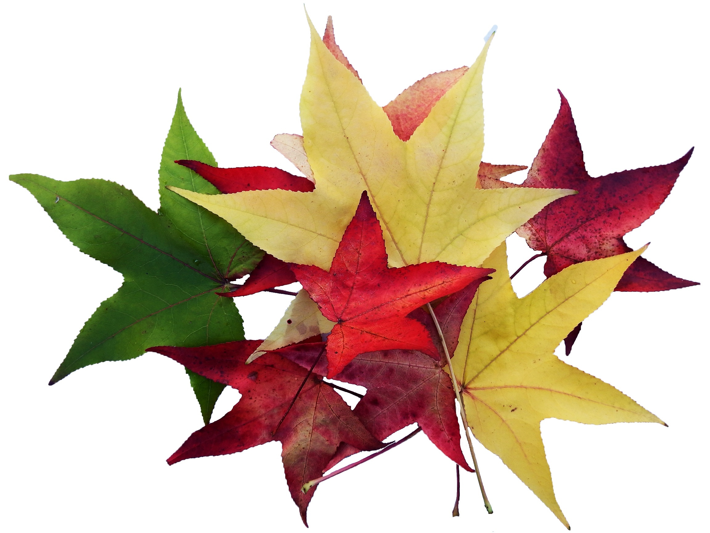 red yellow and green maple leaf