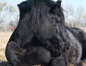 black and gray horse thumbnail