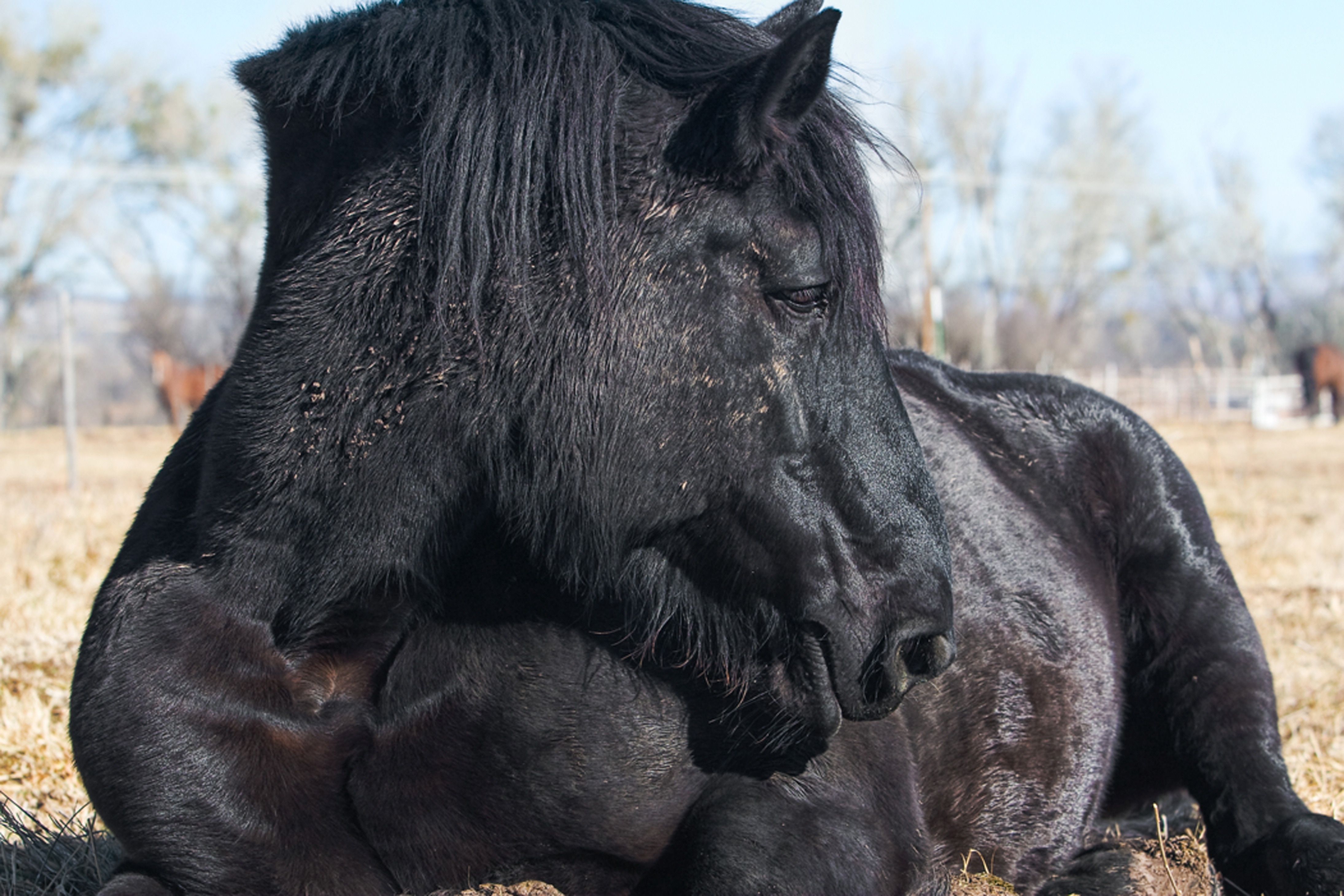 black and gray horse
