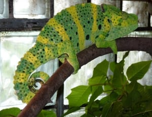 green chameleon thumbnail