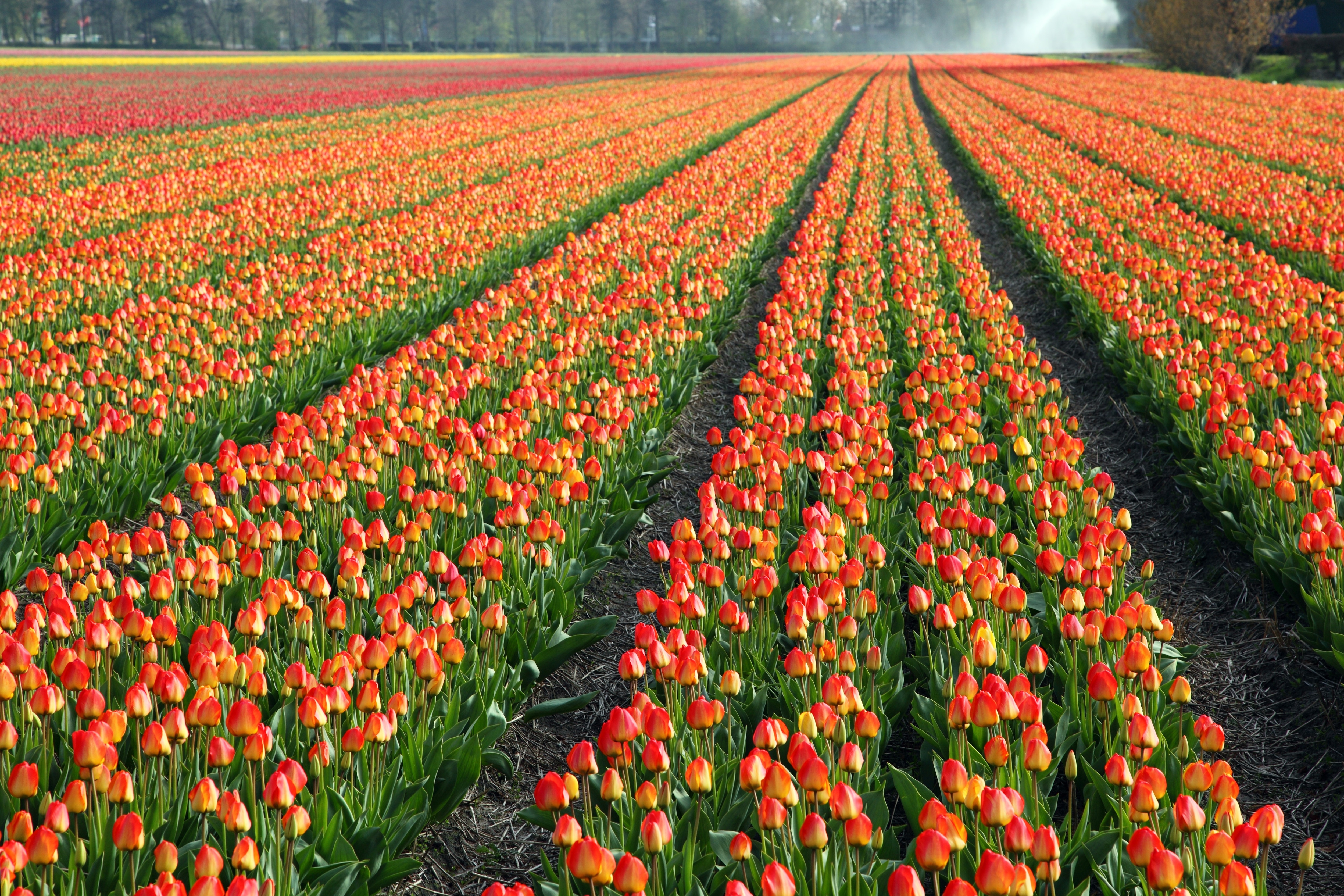 Поле тюльпанов. Плантации тюльпанов в Нидерландах. Тюльпаны красные плантация Голландия. Голландия тюльпаны срекартина. Голландские тюльпаны Поу.