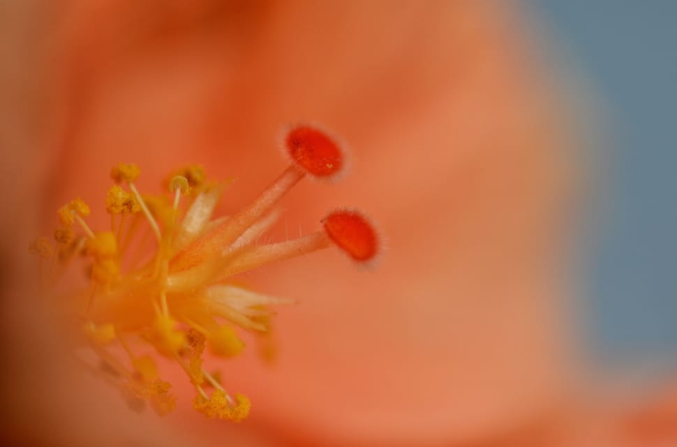 close up photography of pink and yellow flower pollen preview
