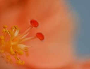 close up photography of pink and yellow flower pollen thumbnail