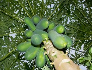 green papaya fruit lot thumbnail
