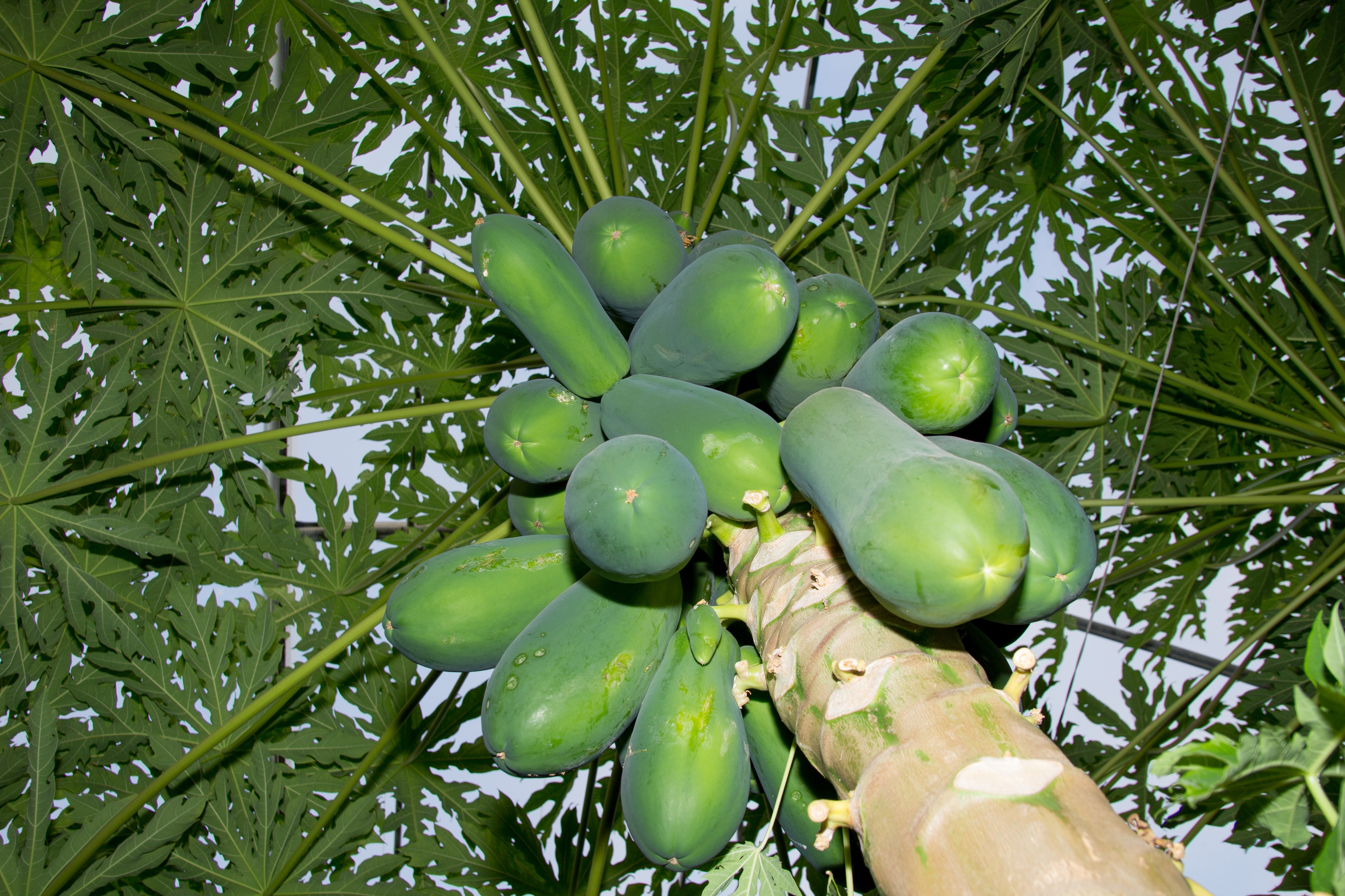 green papaya fruit lot