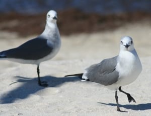 2 black billed gulls thumbnail