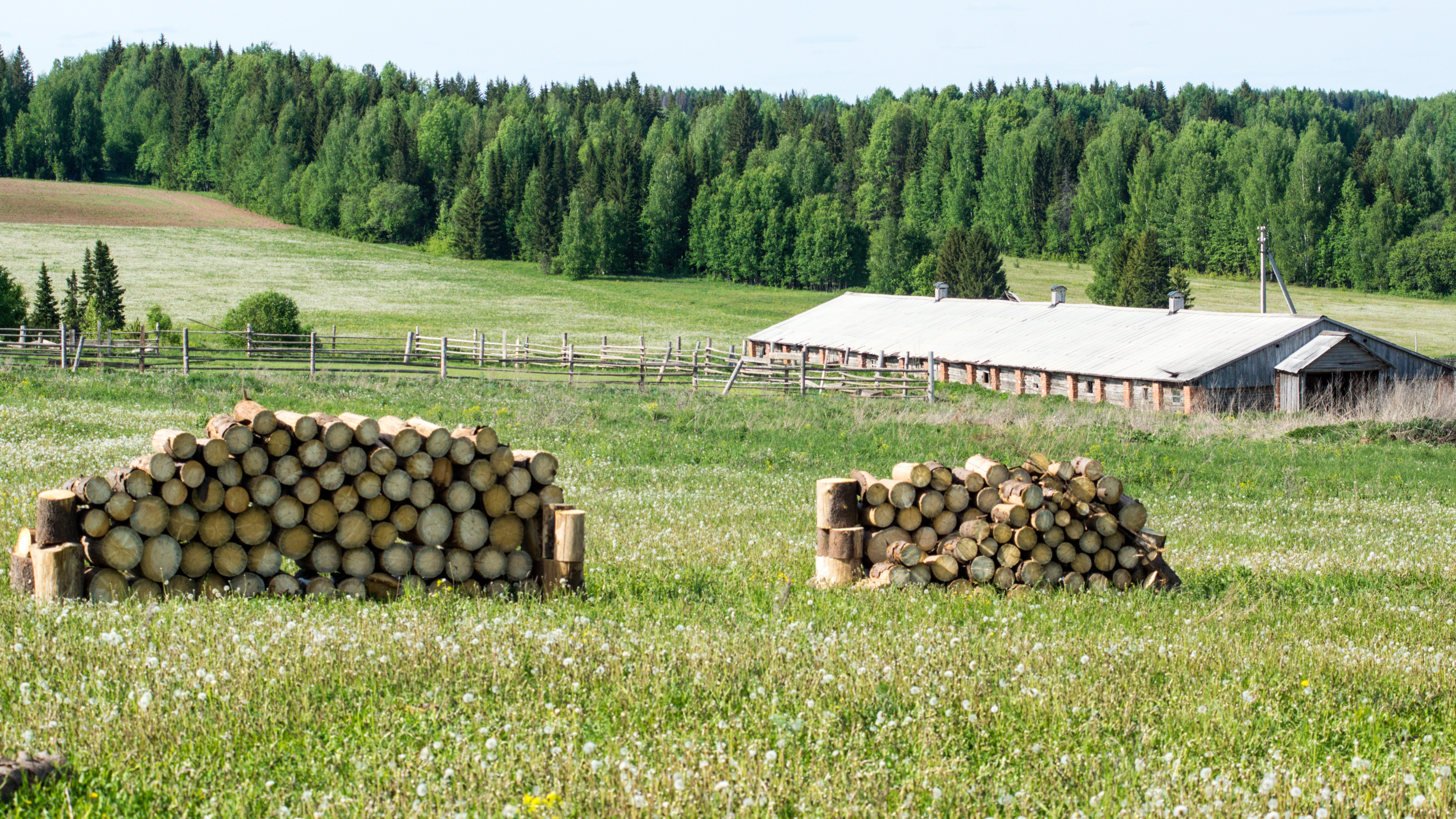 pile of cut tree logs