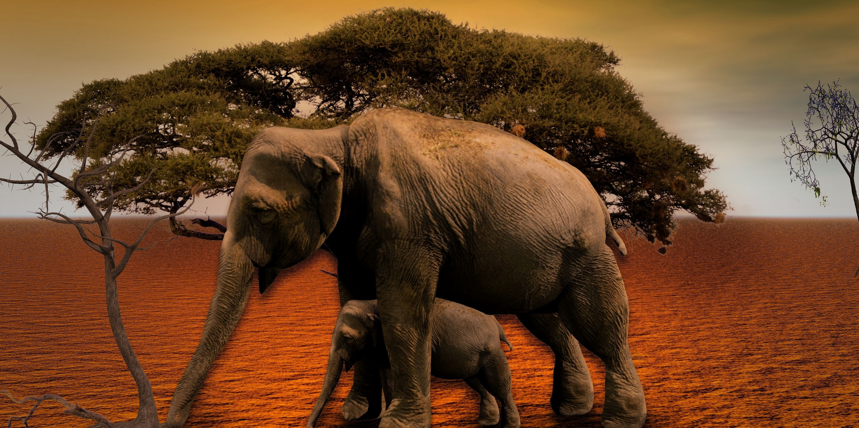 adult and baby elephants