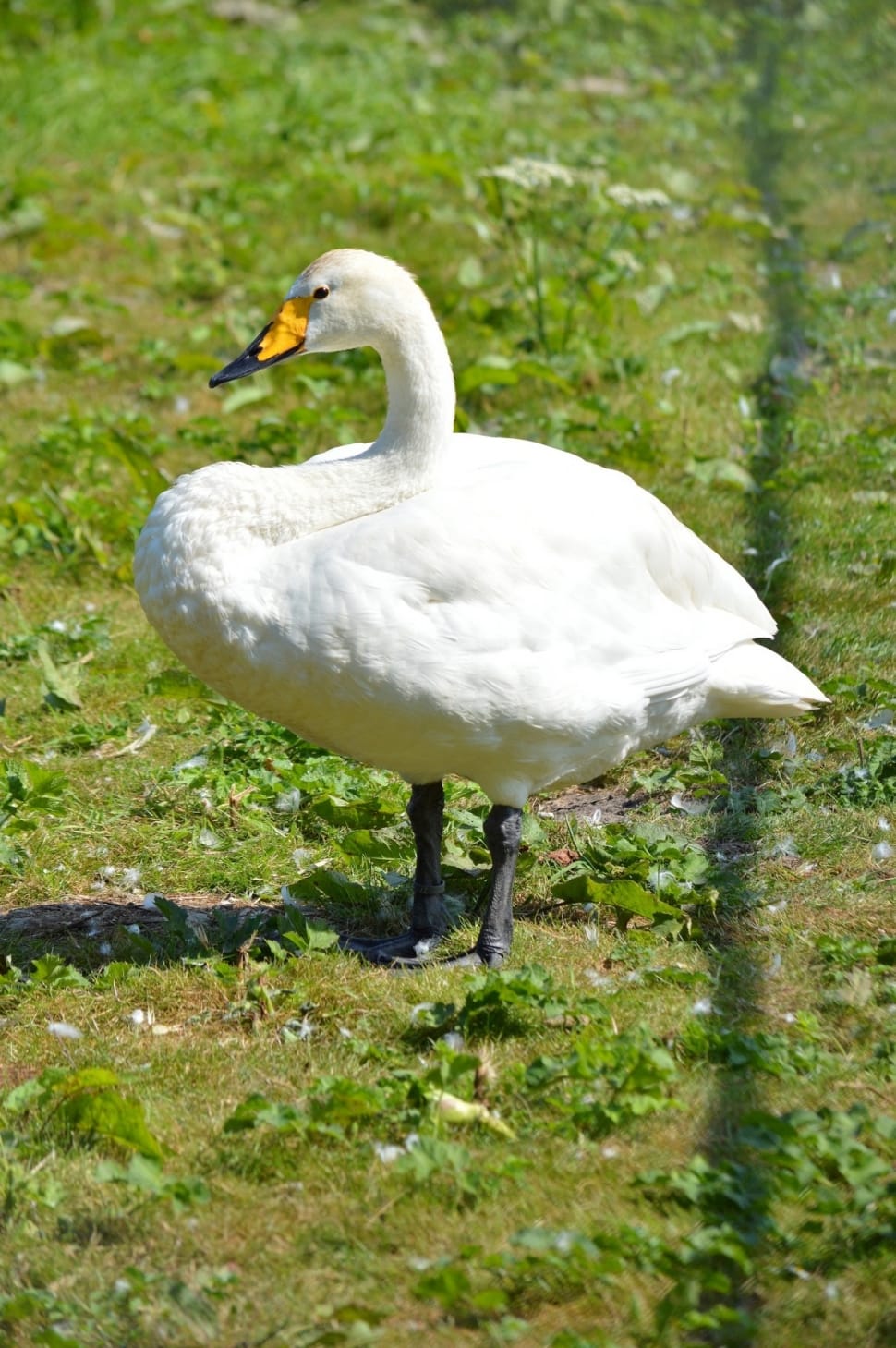 white long beak duck preview