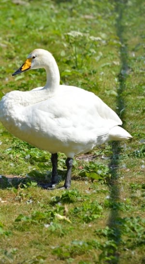 white long beak duck thumbnail