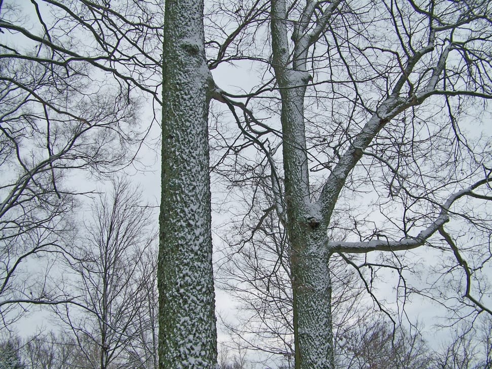 gray bare trees preview
