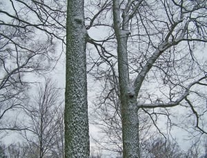 gray bare trees thumbnail