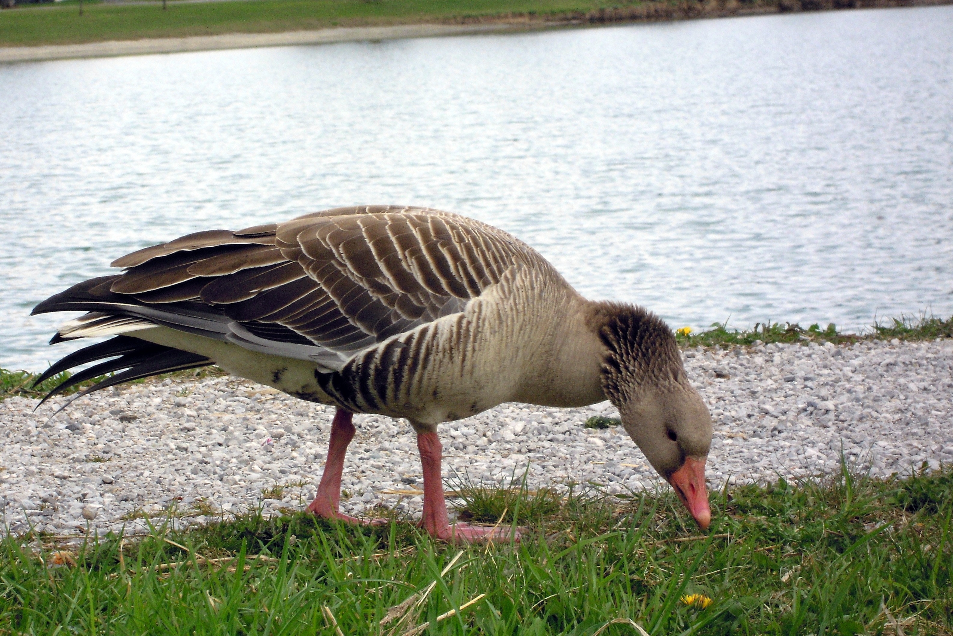 brown and white goose