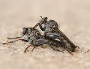 tilt shift photography of two black Robber flies mating thumbnail