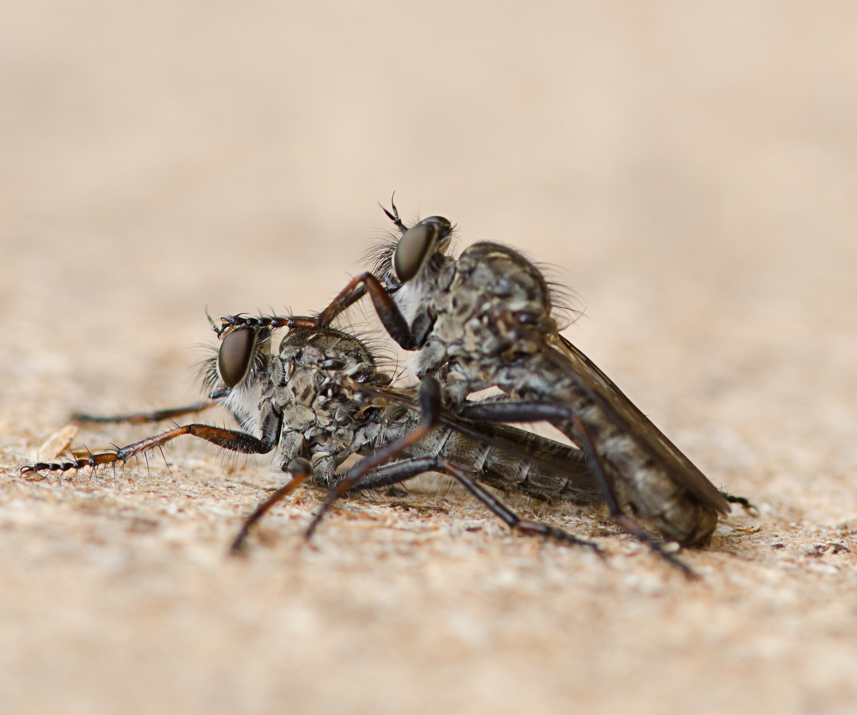 tilt shift photography of two black Robber flies mating