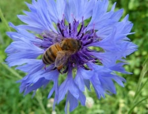 honey bee and purple petaled flower thumbnail