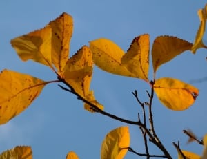 yellow leaved plant thumbnail