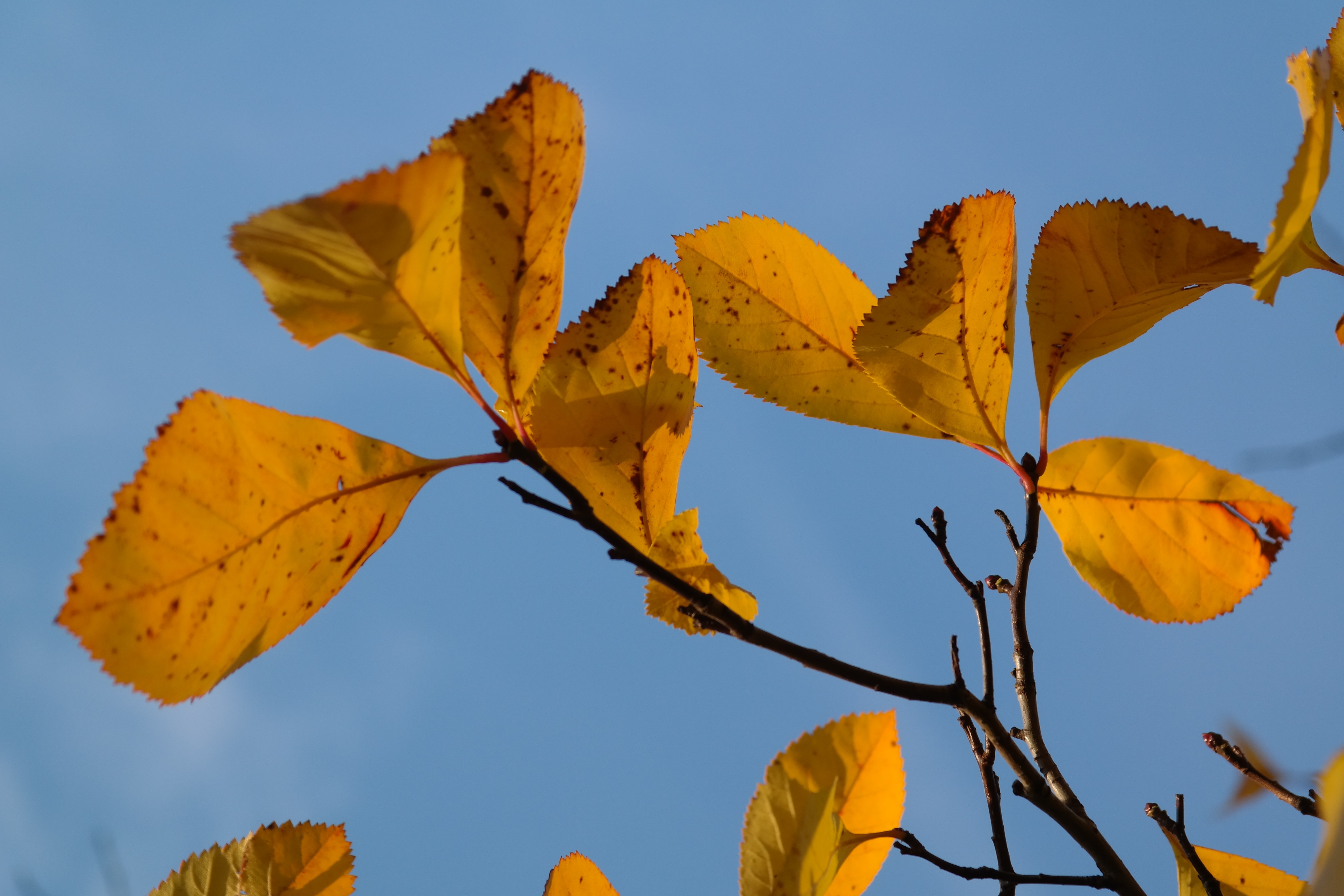 Листья сирени осенью