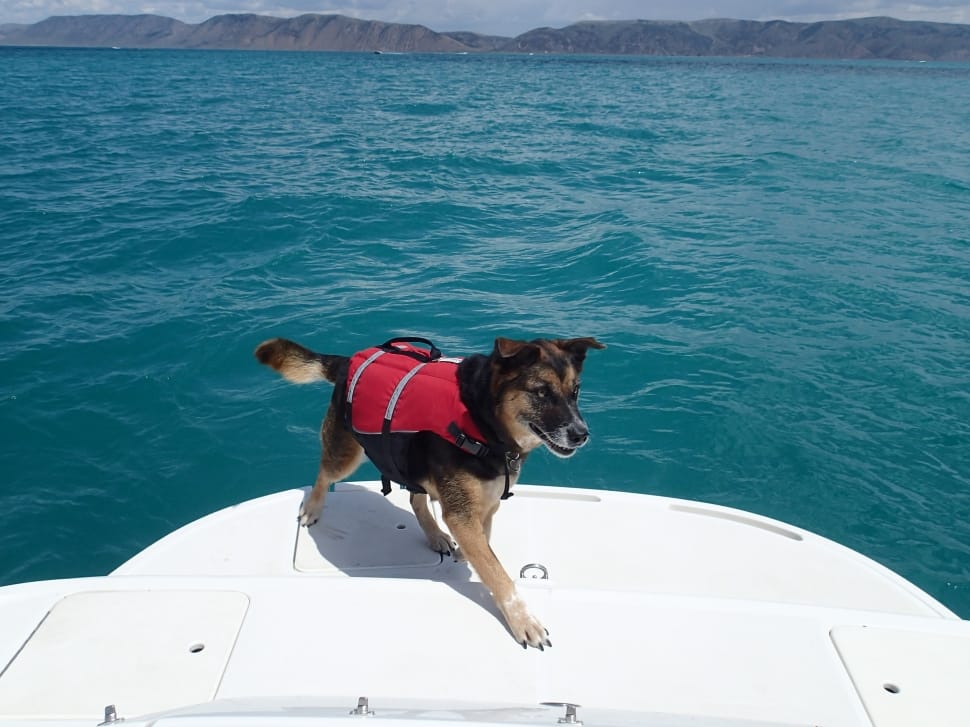 red dog life jacket preview