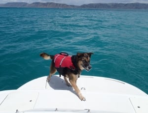 red dog life jacket thumbnail