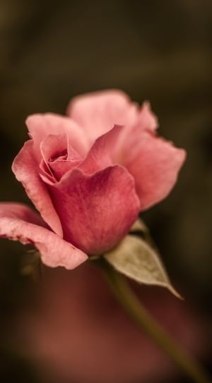close up photo of pink rose in tilt shift lens photography thumbnail