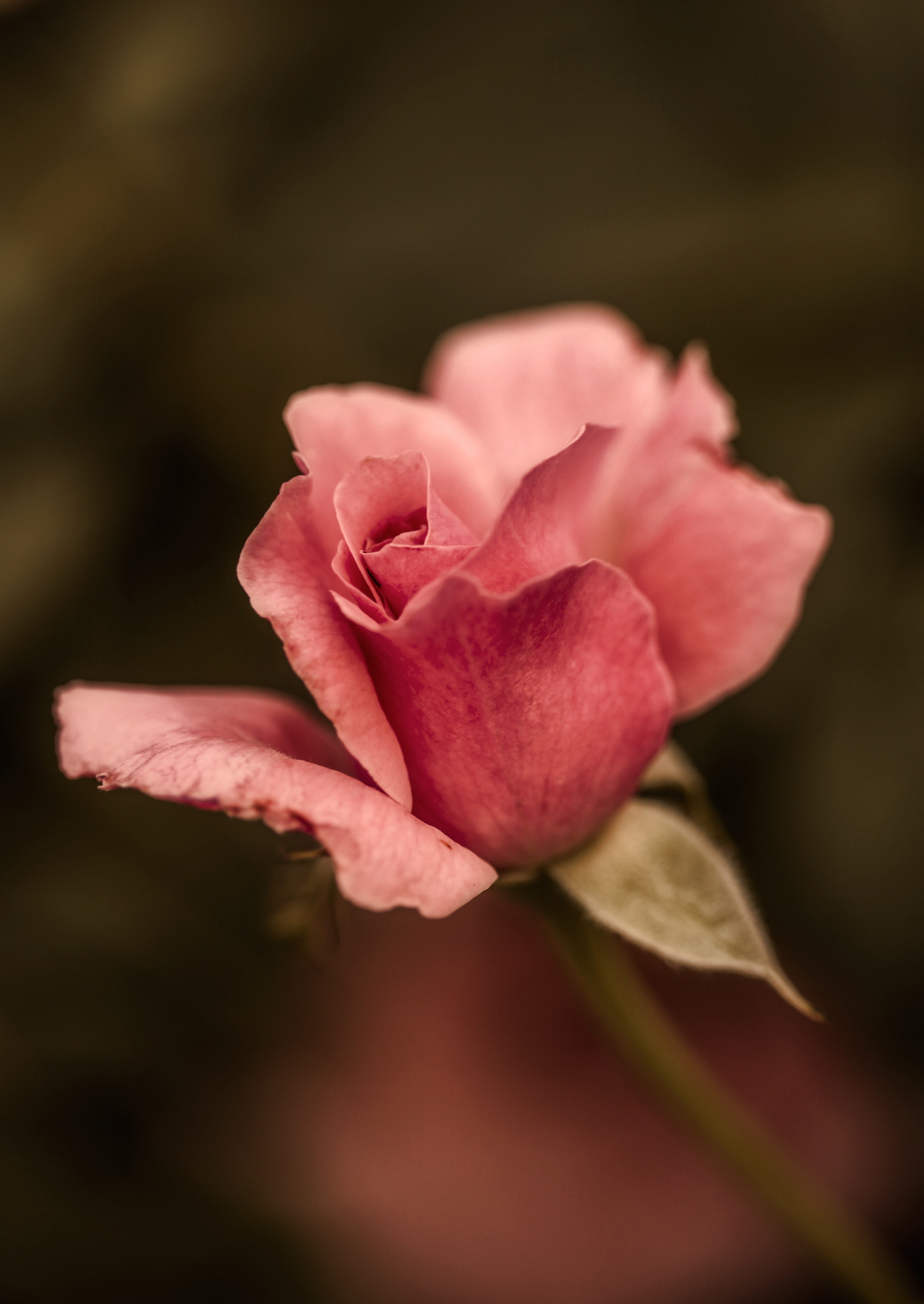 close up photo of pink rose in tilt shift lens photography