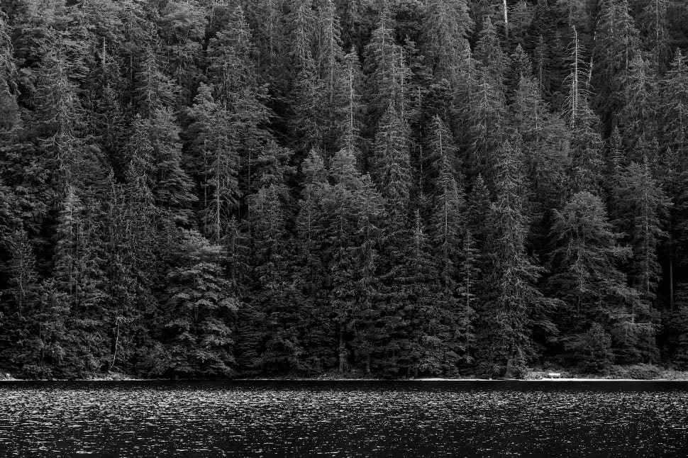 grayscale photography of pine trees near body of water preview