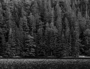 grayscale photography of pine trees near body of water thumbnail