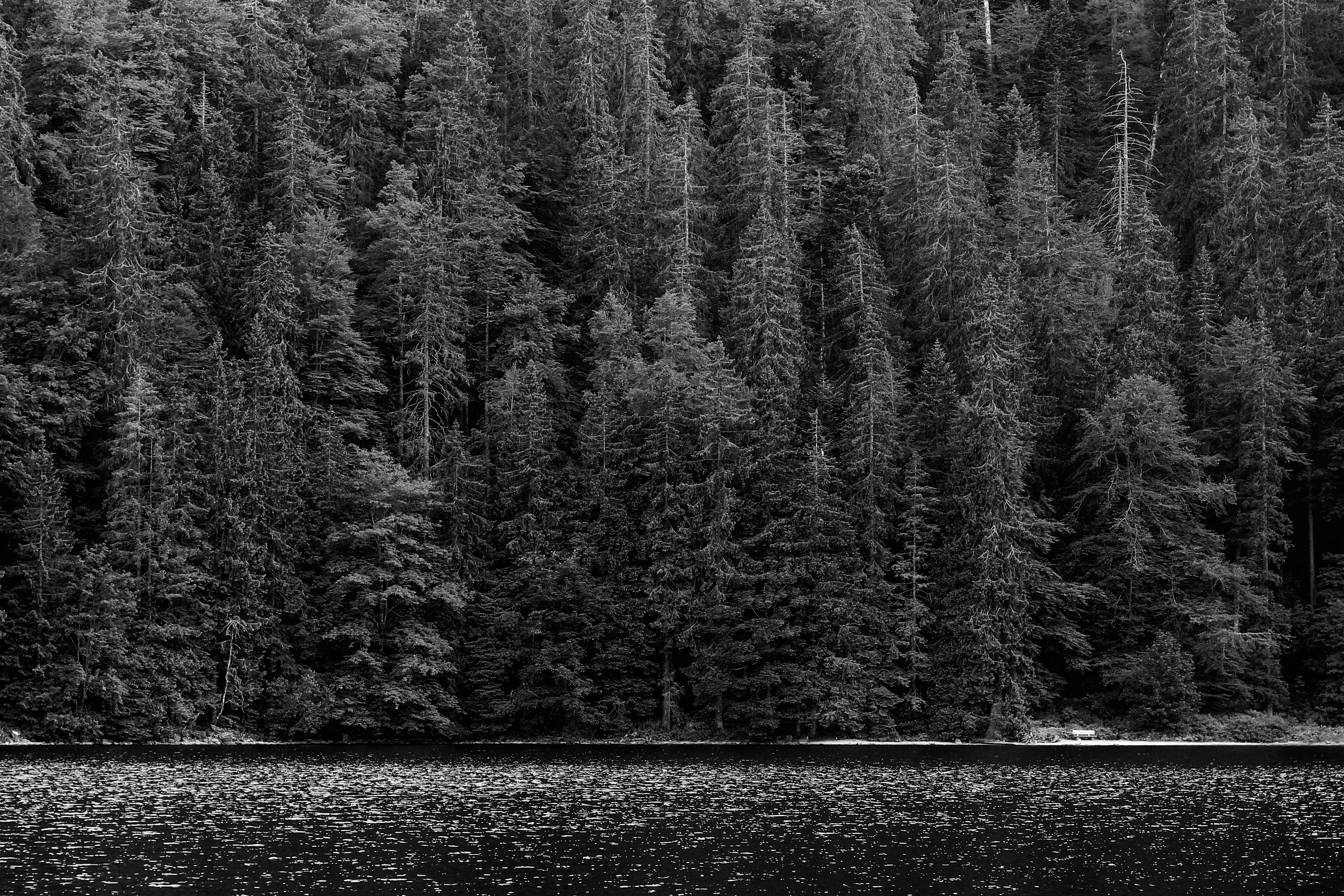grayscale photography of pine trees near body of water