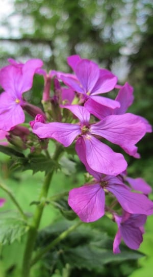 selective focus photo of purple 4-petaled flower thumbnail