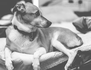 gray scale photo of dog on top dog bed thumbnail