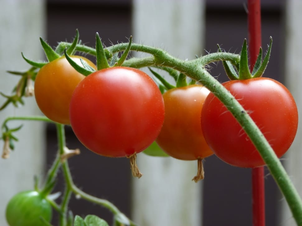 Tomatoes, Garden, Ripe, Organic, Healthy, food and drink, vegetable preview