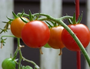 Tomatoes, Garden, Ripe, Organic, Healthy, food and drink, vegetable thumbnail
