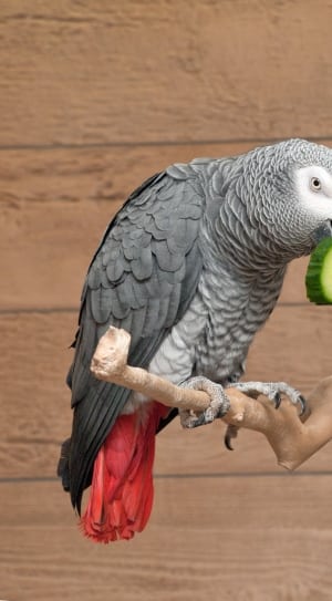gray white and red macaw bird thumbnail